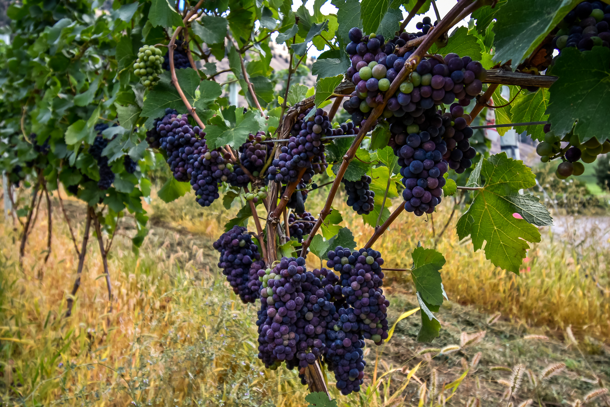 1143 Highway 3 Cawston V0X 1C3