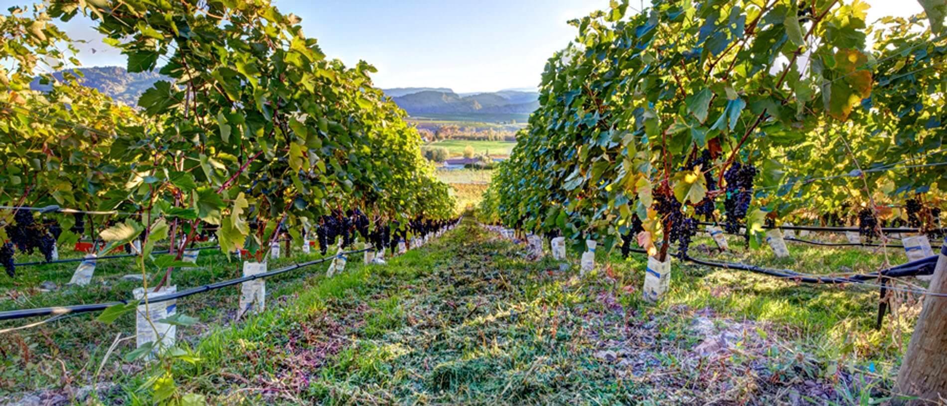 3974 Highway 97 Oliver V0H 1T1