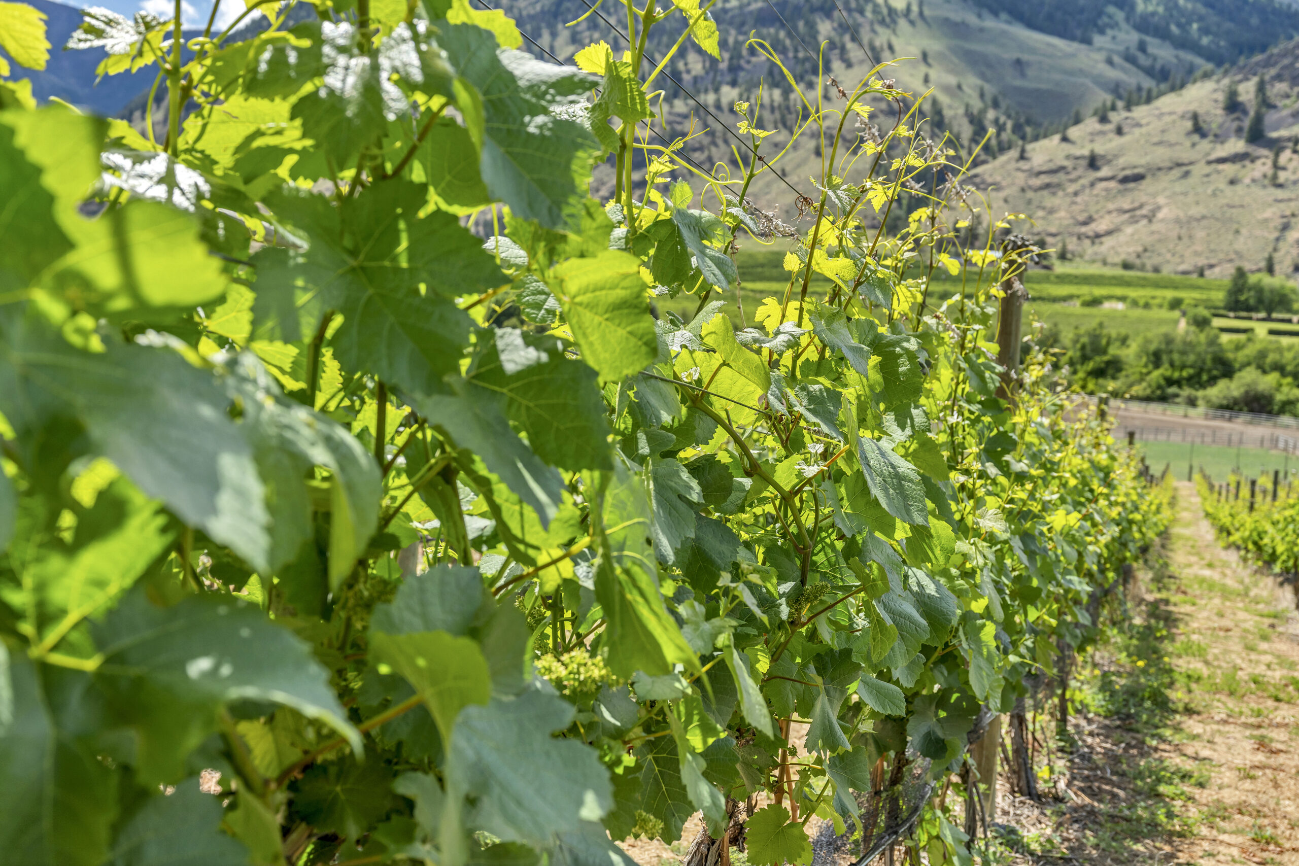 2795 Liddicoat Road Keremeos V0X 1N4